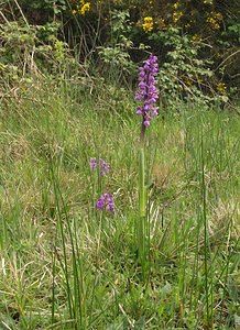 Anacamptis morio (Orchidaceae)  - Anacamptide bouffon, Orchis bouffon Pas-de-Calais [France] 01/05/2005 - 80m