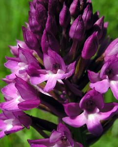 Anacamptis pyramidalis (Orchidaceae)  - Orchis pyramidal - Pyramidal Orchid Marne [France] 28/05/2005 - 90m