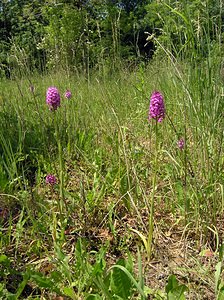 Anacamptis pyramidalis (Orchidaceae)  - Orchis pyramidal - Pyramidal Orchid Marne [France] 28/05/2005 - 90m