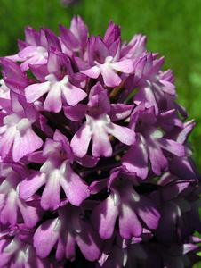 Anacamptis pyramidalis (Orchidaceae)  - Orchis pyramidal - Pyramidal Orchid Marne [France] 28/05/2005 - 90m