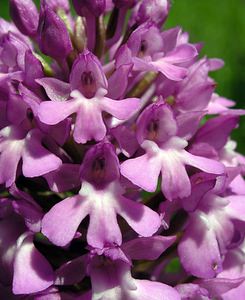 Anacamptis pyramidalis (Orchidaceae)  - Orchis pyramidal - Pyramidal Orchid Marne [France] 28/05/2005 - 90m