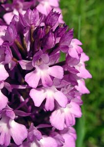 Anacamptis pyramidalis (Orchidaceae)  - Orchis pyramidal - Pyramidal Orchid Marne [France] 28/05/2005 - 90m