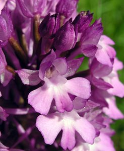 Anacamptis pyramidalis (Orchidaceae)  - Orchis pyramidal - Pyramidal Orchid Marne [France] 28/05/2005 - 90m