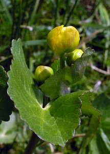 Caltha palustris (Ranunculaceae)  - Populage des marais, Sarbouillotte, Souci d'eau - Marsh-marigold Pas-de-Calais [France] 01/05/2005 - 10m