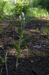 Cephalanthera damasonium Céphalanthère à grandes fleurs White Helleborine