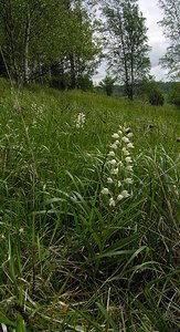 Cephalanthera longifolia (Orchidaceae)  - Céphalanthère à feuilles longues, Céphalanthère à longues feuilles, Céphalanthère à feuilles en épée - Narrow-leaved Helleborine Seine-Maritime [France] 22/05/2005 - 170m