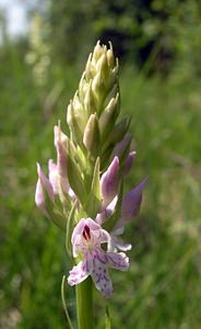 Dactylorhiza fuchsii (Orchidaceae)  - Dactylorhize de Fuchs, Orchis de Fuchs, Orchis tacheté des bois, Orchis de Meyer, Orchis des bois - Common Spotted-orchid Marne [France] 28/05/2005 - 220m