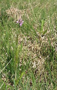 Dactylorhiza fuchsii (Orchidaceae)  - Dactylorhize de Fuchs, Orchis de Fuchs, Orchis tacheté des bois, Orchis de Meyer, Orchis des bois - Common Spotted-orchid Marne [France] 28/05/2005 - 220m