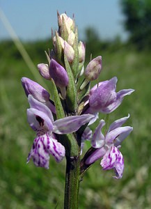 Dactylorhiza fuchsii (Orchidaceae)  - Dactylorhize de Fuchs, Orchis de Fuchs, Orchis tacheté des bois, Orchis de Meyer, Orchis des bois - Common Spotted-orchid Marne [France] 28/05/2005 - 220m