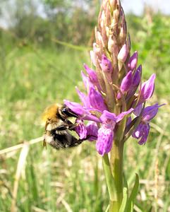 Dactylorhiza praetermissa (Orchidaceae)  - Dactylorhize négligé, Orchis négligé, Orchis oublié - Southern Marsh-orchid Marne [France] 28/05/2005 - 220m