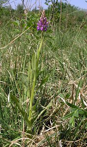 Dactylorhiza praetermissa (Orchidaceae)  - Dactylorhize négligé, Orchis négligé, Orchis oublié - Southern Marsh-orchid Marne [France] 28/05/2005 - 220m