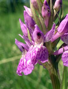 Dactylorhiza praetermissa (Orchidaceae)  - Dactylorhize négligé, Orchis négligé, Orchis oublié - Southern Marsh-orchid Marne [France] 28/05/2005 - 220m