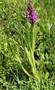 Dactylorhiza praetermissa (Orchidaceae)  - Dactylorhize négligé, Orchis négligé, Orchis oublié - Southern Marsh-orchid Marne [France] 28/05/2005 - 90m