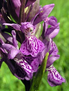 Dactylorhiza praetermissa (Orchidaceae)  - Dactylorhize négligé, Orchis négligé, Orchis oublié - Southern Marsh-orchid Marne [France] 28/05/2005 - 90m