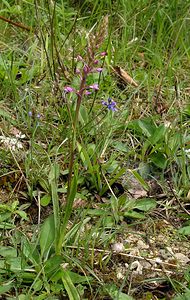 Gymnadenia conopsea (Orchidaceae)  - Gymnadénie moucheron, Orchis moucheron, Orchis moustique - Fragrant Orchid Seine-Maritime [France] 22/05/2005 - 180m
