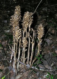 Neottia nidus-avis (Orchidaceae)  - Néottie nid-d'oiseau, Herbe aux vers - Bird's-nest Orchid Marne [France] 28/05/2005 - 90m