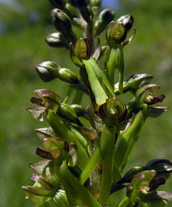 Neottia ovata (Orchidaceae)  - Néottie ovale, Grande Listère, Double-feuille, Listère à feuilles ovales, Listère ovale - Common Twayblade Seine-Maritime [France] 07/05/2005 - 180m