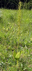 Neottia ovata (Orchidaceae)  - Néottie ovale, Grande Listère, Double-feuille, Listère à feuilles ovales, Listère ovale - Common Twayblade Marne [France] 28/05/2005 - 210m