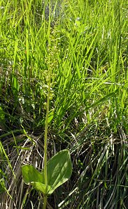 Neottia ovata (Orchidaceae)  - Néottie ovale, Grande Listère, Double-feuille, Listère à feuilles ovales, Listère ovale - Common Twayblade Marne [France] 28/05/2005 - 220m