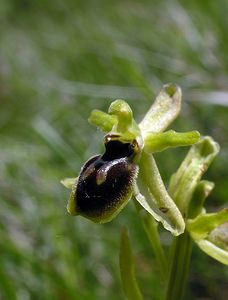 Ophrys aranifera (Orchidaceae)  - Ophrys araignée, Oiseau-coquet - Early Spider-orchid Seine-Maritime [France] 07/05/2005 - 110m