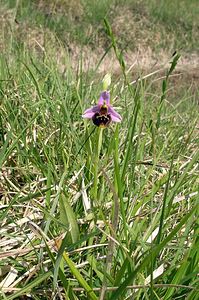 Ophrys fuciflora (Orchidaceae)  - Ophrys bourdon, Ophrys frelon - Late Spider-orchid Marne [France] 28/05/2005 - 220m