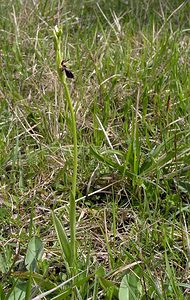 Ophrys insectifera (Orchidaceae)  - Ophrys mouche - Fly Orchid Seine-Maritime [France] 07/05/2005 - 170m