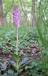 Orchis mascula (Orchidaceae)  - Orchis mâle - Early-purple Orchid Pas-de-Calais [France] 01/05/2005 - 60m