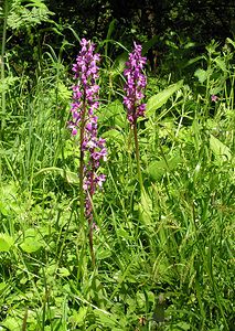 Orchis mascula (Orchidaceae)  - Orchis mâle - Early-purple Orchid Seine-Maritime [France] 07/05/2005 - 180m