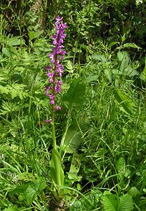 Orchis mascula (Orchidaceae)  - Orchis mâle - Early-purple Orchid Seine-Maritime [France] 07/05/2005 - 180m