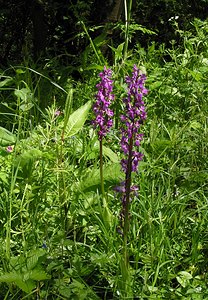 Orchis mascula (Orchidaceae)  - Orchis mâle - Early-purple Orchid Seine-Maritime [France] 07/05/2005 - 180m