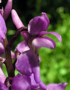 Orchis mascula (Orchidaceae)  - Orchis mâle - Early-purple Orchid Seine-Maritime [France] 07/05/2005 - 180m