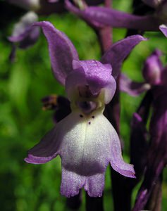 Orchis mascula (Orchidaceae)  - Orchis mâle - Early-purple Orchid Seine-Maritime [France] 07/05/2005 - 180m