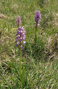 Orchis militaris (Orchidaceae)  - Orchis militaire, Casque militaire, Orchis casqué - Military Orchid Marne [France] 28/05/2005 - 220m