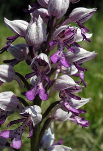 Orchis militaris (Orchidaceae)  - Orchis militaire, Casque militaire, Orchis casqué - Military Orchid Marne [France] 28/05/2005 - 220m