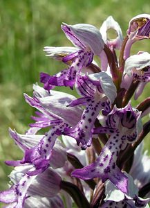 Orchis militaris (Orchidaceae)  - Orchis militaire, Casque militaire, Orchis casqué - Military Orchid Marne [France] 28/05/2005 - 220m