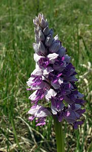 Orchis militaris (Orchidaceae)  - Orchis militaire, Casque militaire, Orchis casqué - Military Orchid Marne [France] 28/05/2005 - 220m