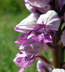 Orchis militaris (Orchidaceae)  - Orchis militaire, Casque militaire, Orchis casqué - Military Orchid Marne [France] 28/05/2005 - 220m