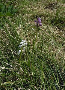 Orchis militaris (Orchidaceae)  - Orchis militaire, Casque militaire, Orchis casqué - Military Orchid Marne [France] 28/05/2005 - 220m