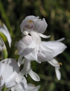 Orchis militaris (Orchidaceae)  - Orchis militaire, Casque militaire, Orchis casqué - Military Orchid Marne [France] 28/05/2005 - 220m