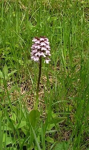 Orchis purpurea (Orchidaceae)  - Orchis pourpre, Grivollée, Orchis casque, Orchis brun - Lady Orchid Seine-Maritime [France] 07/05/2005 - 170m