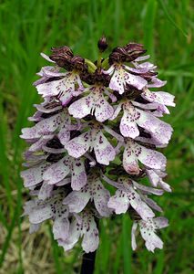 Orchis purpurea (Orchidaceae)  - Orchis pourpre, Grivollée, Orchis casque, Orchis brun - Lady Orchid Seine-Maritime [France] 07/05/2005 - 170m