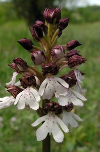 Orchis purpurea (Orchidaceae)  - Orchis pourpre, Grivollée, Orchis casque, Orchis brun - Lady Orchid Seine-Maritime [France] 07/05/2005 - 170m
