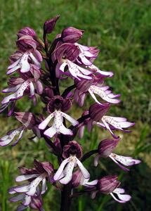 Orchis purpurea (Orchidaceae)  - Orchis pourpre, Grivollée, Orchis casque, Orchis brun - Lady Orchid Seine-Maritime [France] 07/05/2005 - 170m