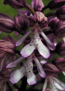 Orchis purpurea (Orchidaceae)  - Orchis pourpre, Grivollée, Orchis casque, Orchis brun - Lady Orchid Seine-Maritime [France] 07/05/2005 - 170m