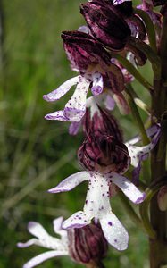 Orchis purpurea (Orchidaceae)  - Orchis pourpre, Grivollée, Orchis casque, Orchis brun - Lady Orchid Seine-Maritime [France] 07/05/2005 - 110m