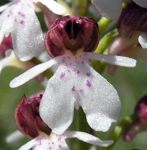 Orchis purpurea (Orchidaceae)  - Orchis pourpre, Grivollée, Orchis casque, Orchis brun - Lady Orchid Seine-Maritime [France] 07/05/2005 - 110m