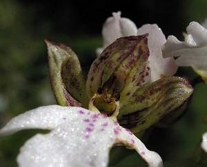 Orchis purpurea (Orchidaceae)  - Orchis pourpre, Grivollée, Orchis casque, Orchis brun - Lady Orchid Seine-Maritime [France] 07/05/2005 - 110m
