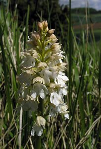 Orchis purpurea (Orchidaceae)  - Orchis pourpre, Grivollée, Orchis casque, Orchis brun - Lady Orchid Seine-Maritime [France] 07/05/2005 - 110m