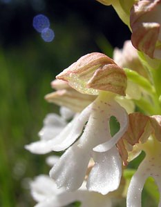 Orchis purpurea (Orchidaceae)  - Orchis pourpre, Grivollée, Orchis casque, Orchis brun - Lady Orchid Seine-Maritime [France] 07/05/2005 - 110m