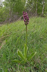 Orchis purpurea (Orchidaceae)  - Orchis pourpre, Grivollée, Orchis casque, Orchis brun - Lady Orchid Seine-Maritime [France] 22/05/2005 - 170m